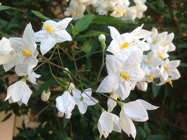 carneros-inn-napa-white-flowers