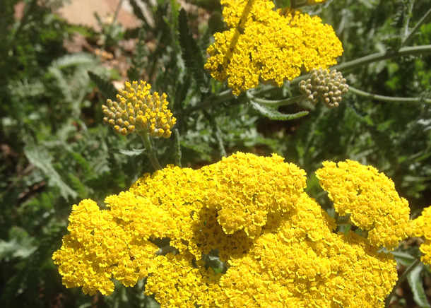 carneros-inn-napa-yellow-flowers