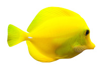 mac-alluring-aquatic-fish-1