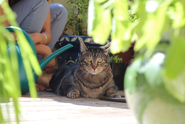 Farmer Tabby in the cat garden