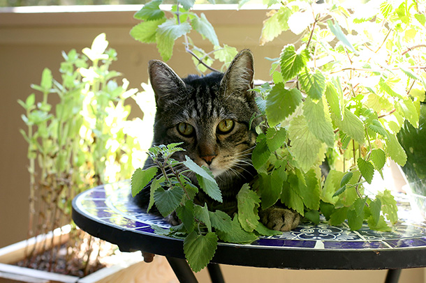 Tabs with his catnip plant (2)