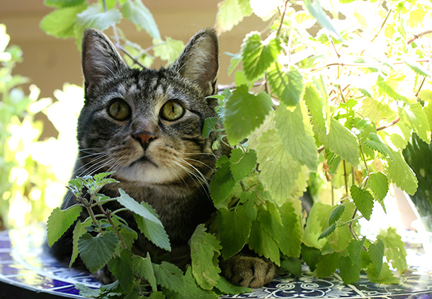 Tabs with his catnip plant (5)