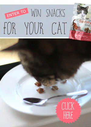 Enter to win treats for your cat