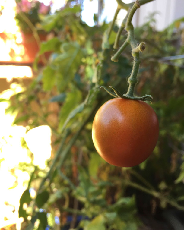 novato-cherry-tomato-fall