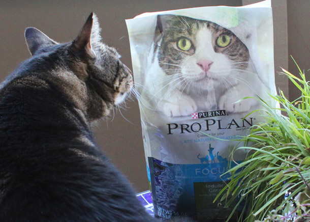 Tabs loves Purina Pro Plan cat food