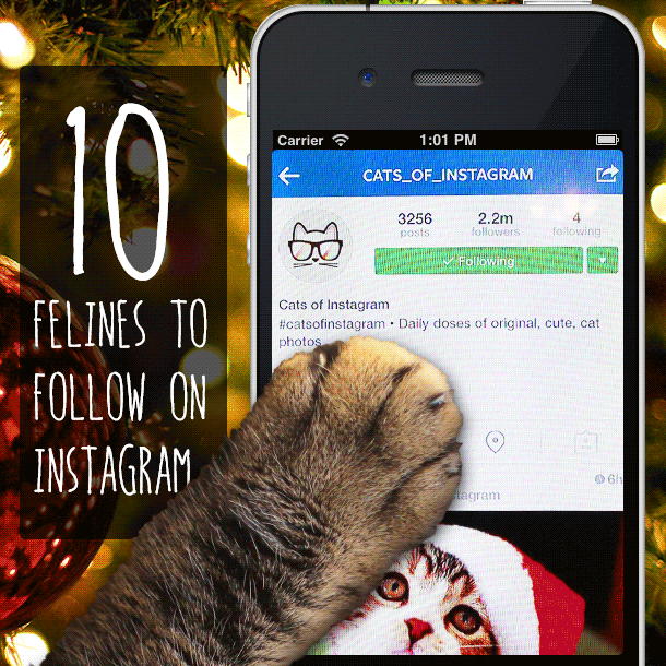 10 Felines to Follow on Instagram