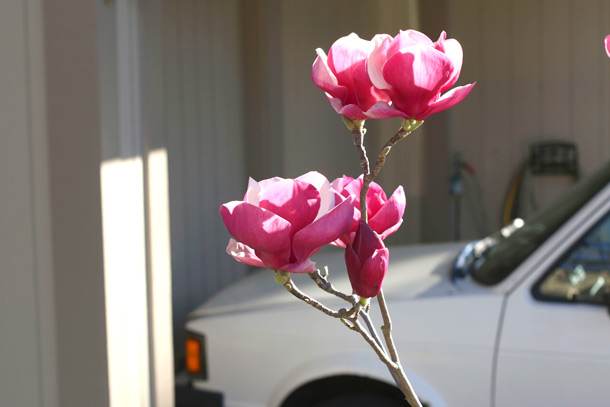novato-pink-flowers-truck