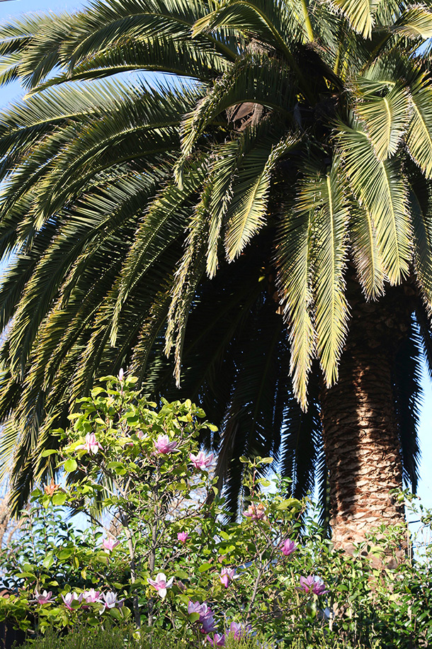 palm-trees-flowers-novato