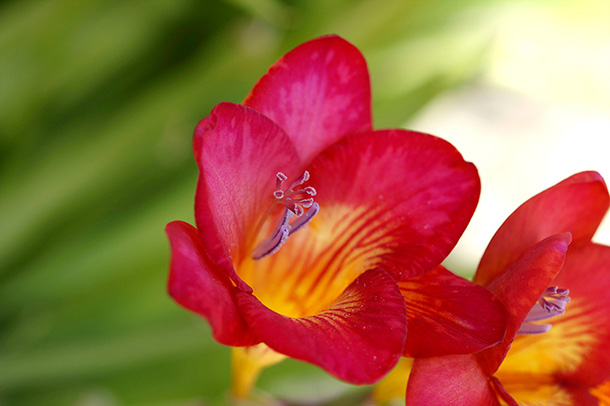 Red and yellow freesia