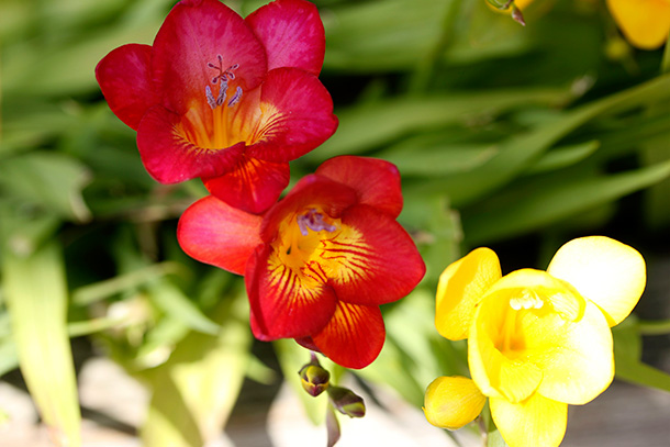 Red and yellow freesia