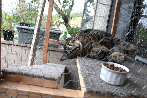 DIY cat enclosure