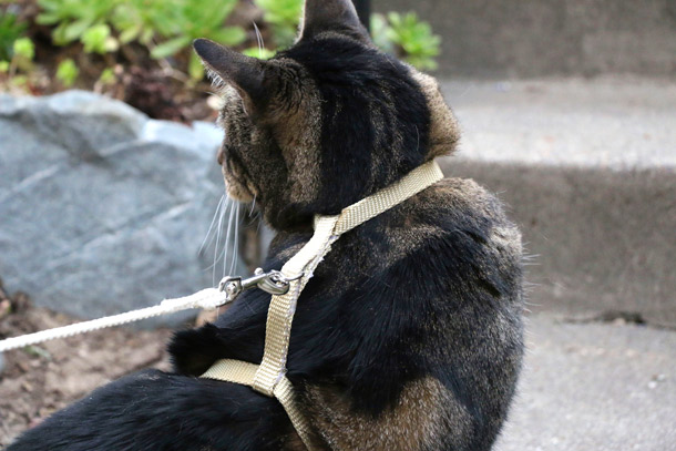 Build your own cat leash