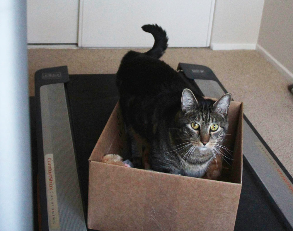 11-tabs-cat-treadmill-box