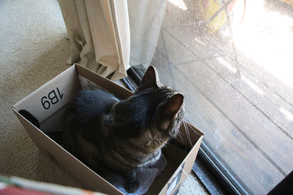 14-tabs-cat-box-outside