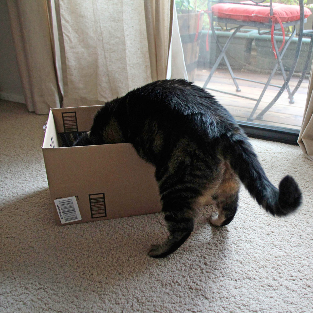 5-tabs-cat-half-box