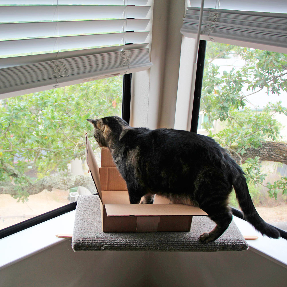 6-tabs-cat-box-windowsill
