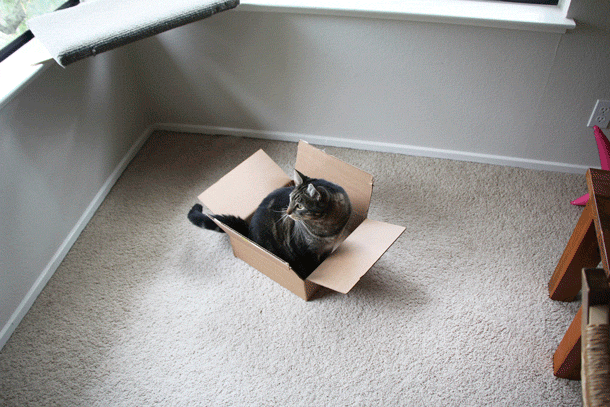 7-tabs-cat-tail-box