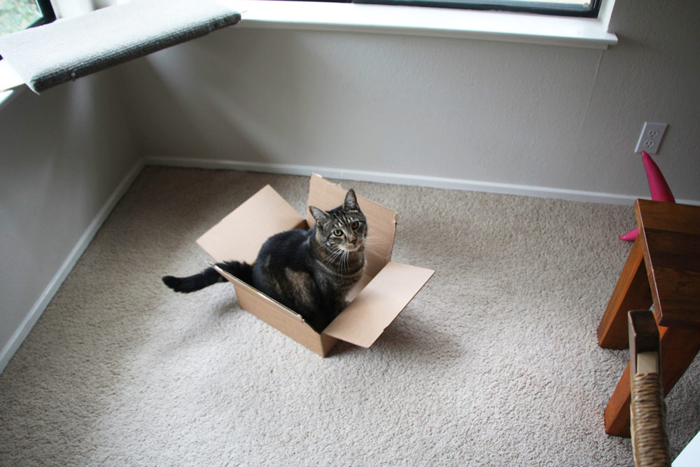 8-tabs-cat-tail-box