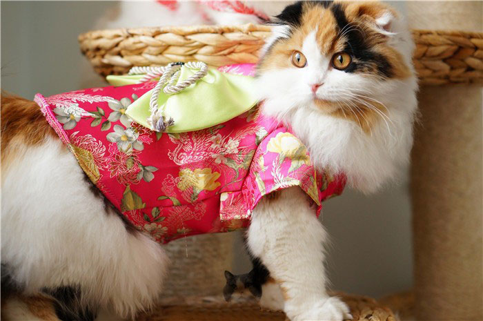 1-cat-kimono-costume