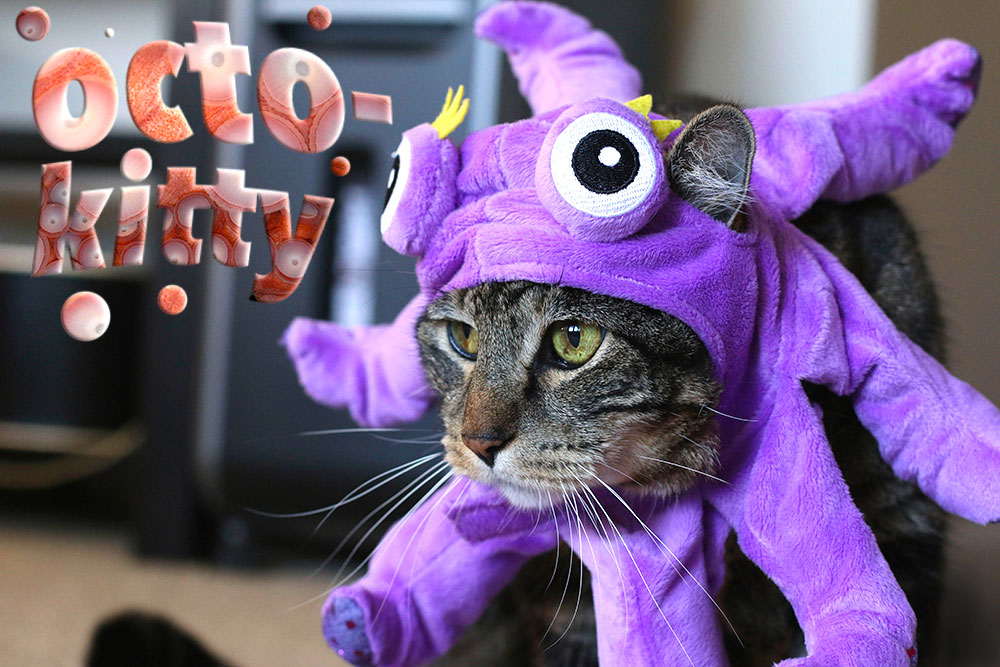 1-tabs-halloween-cat-costume