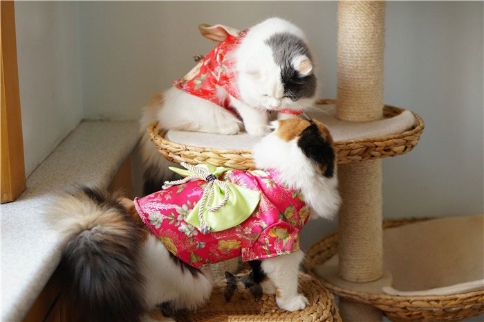2-cat-kimono-costume