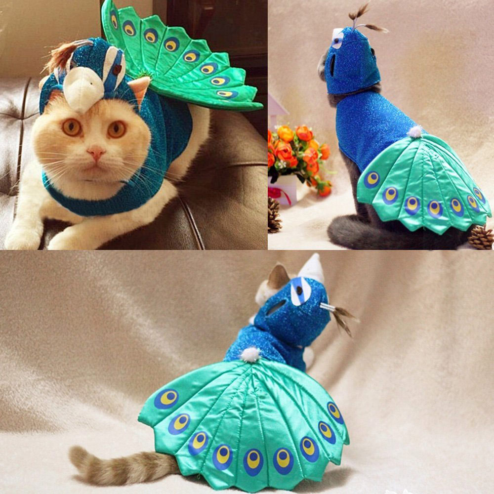 peacock-cat