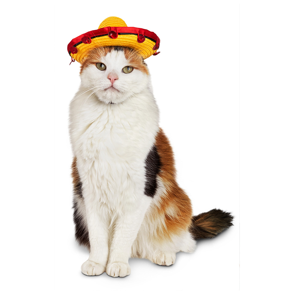 sombrero-cat