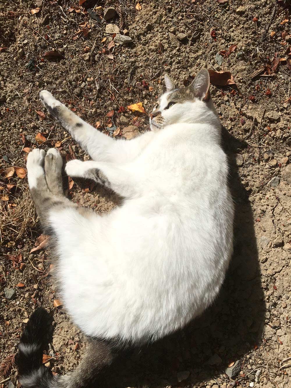 sunshine the cat 2