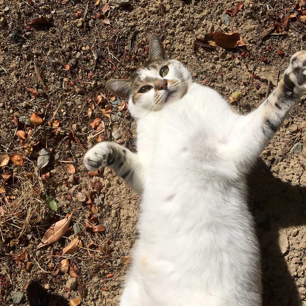 sunshine-the-cat