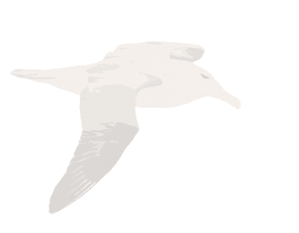 nars-albatross