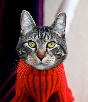 It's cat sweater weather