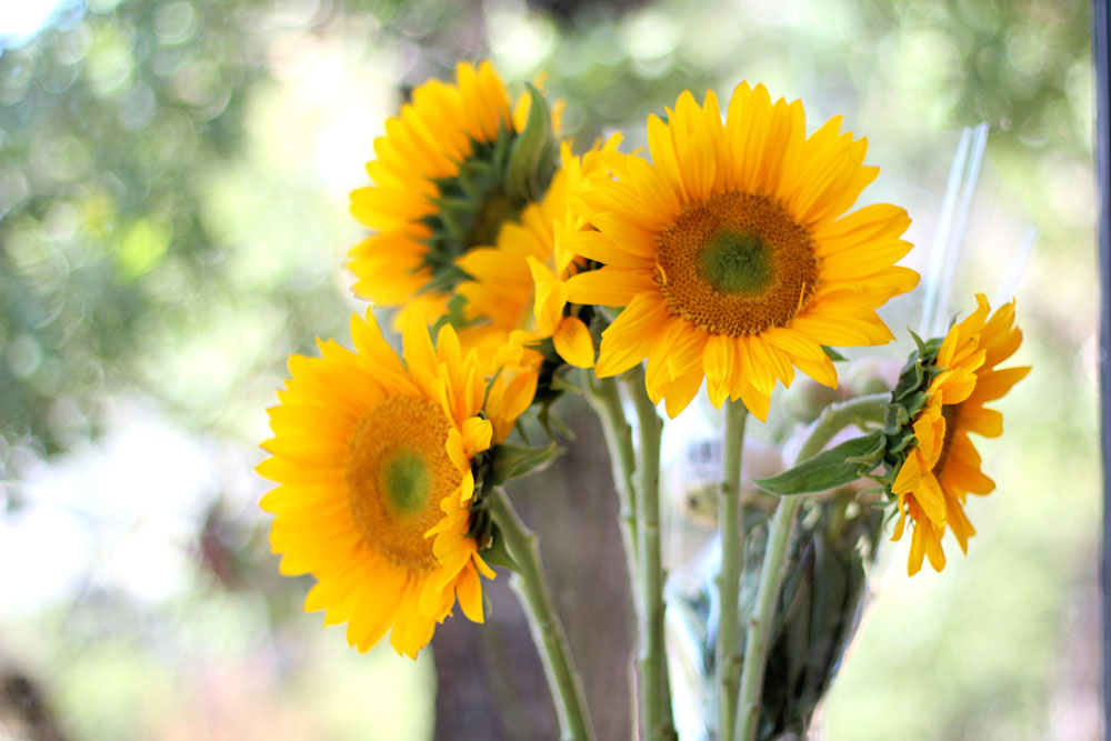 012516-sunflowers-monday-poll