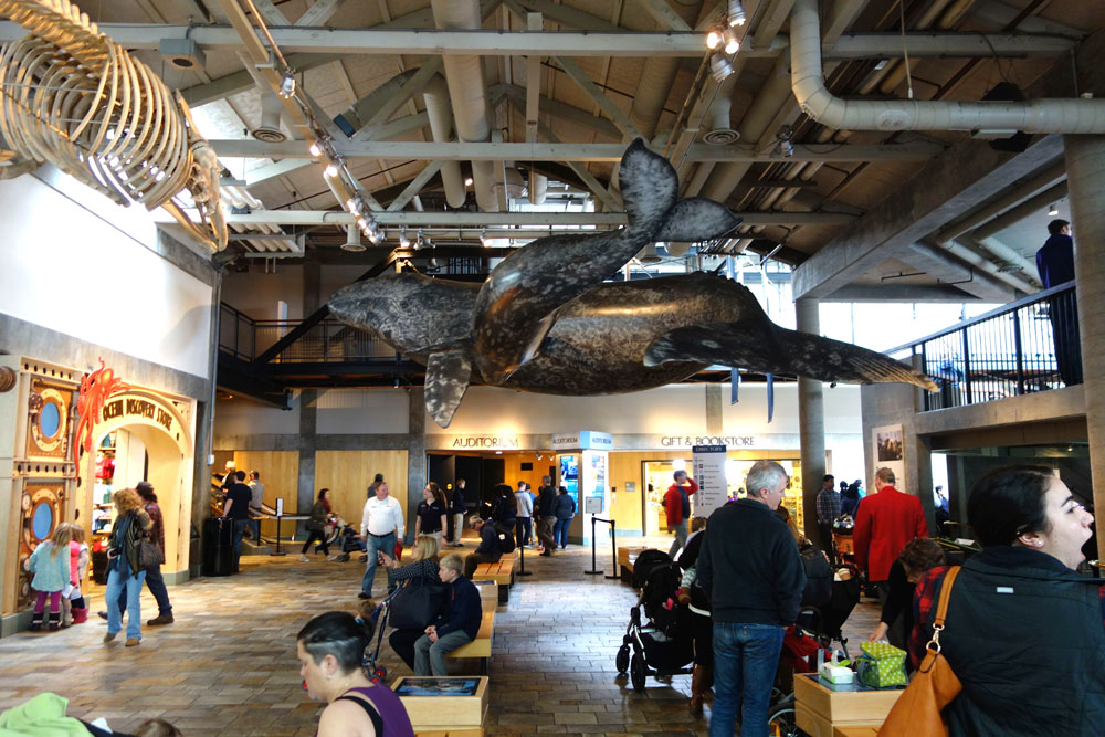 The Monterey Bay Aquarium and Carmel, California