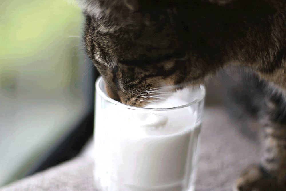 tabs-drinking-warm-milk