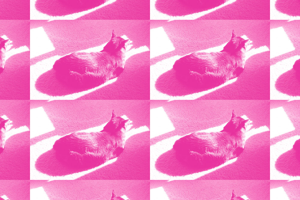 tabs-cat-loaf-pink