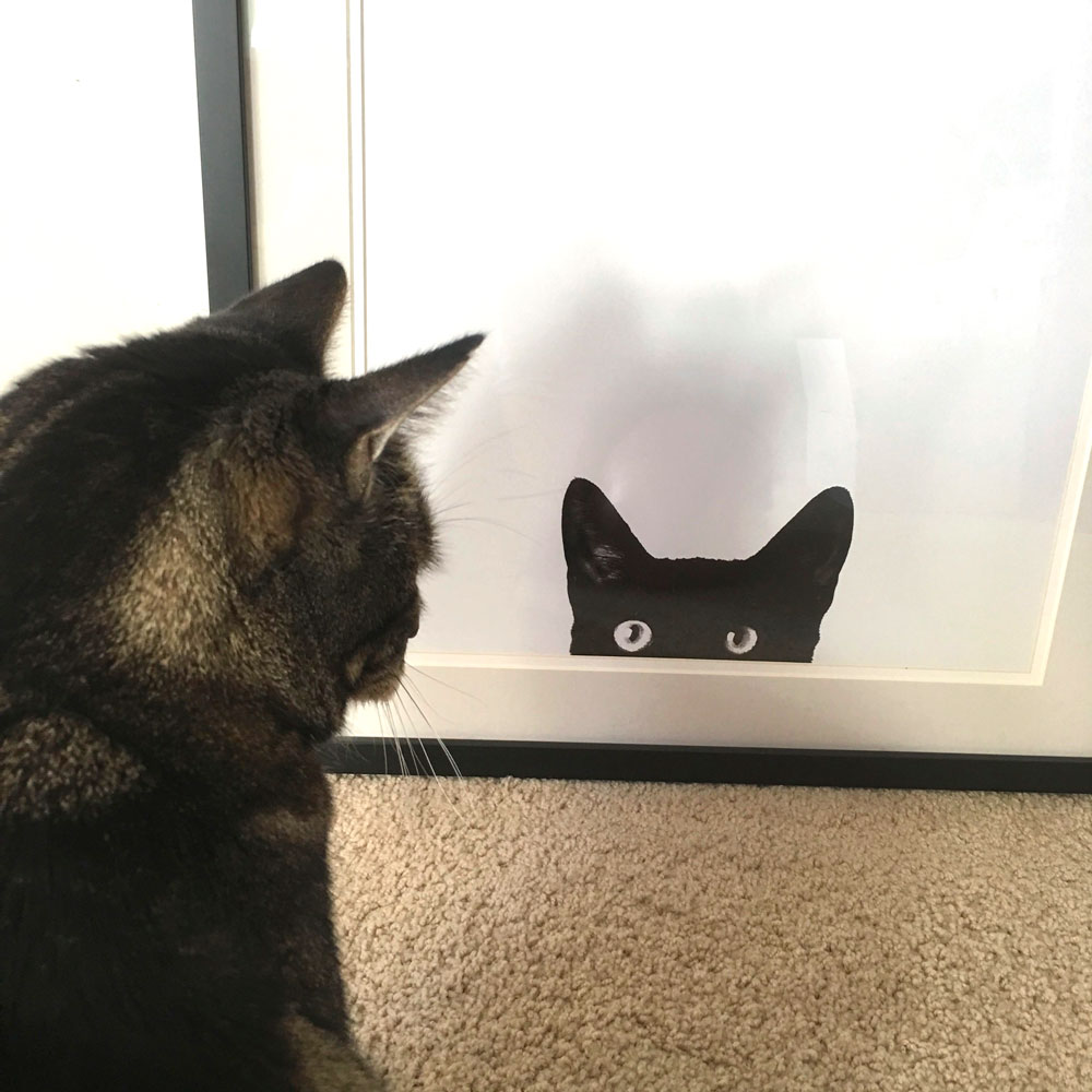 tabs-cat-print-staring