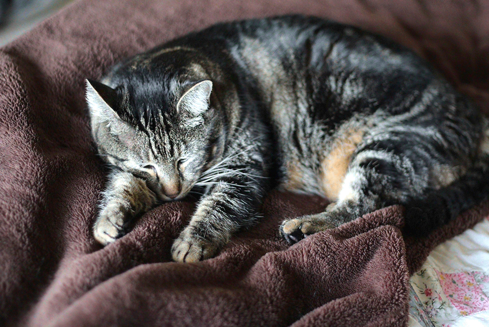 tabs-sleeping-blanket