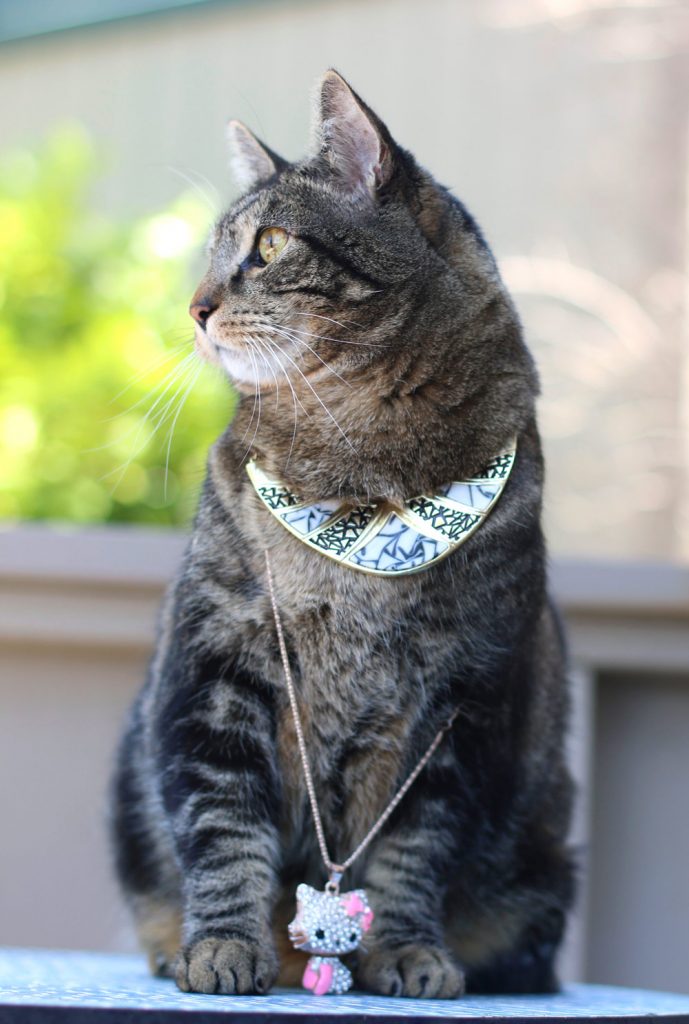 tabs-cat-jewelry-summer-2016-1