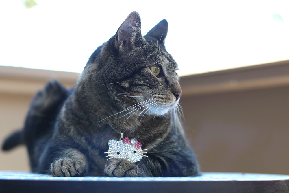 tabs-cat-jewelry-summer-2016-3