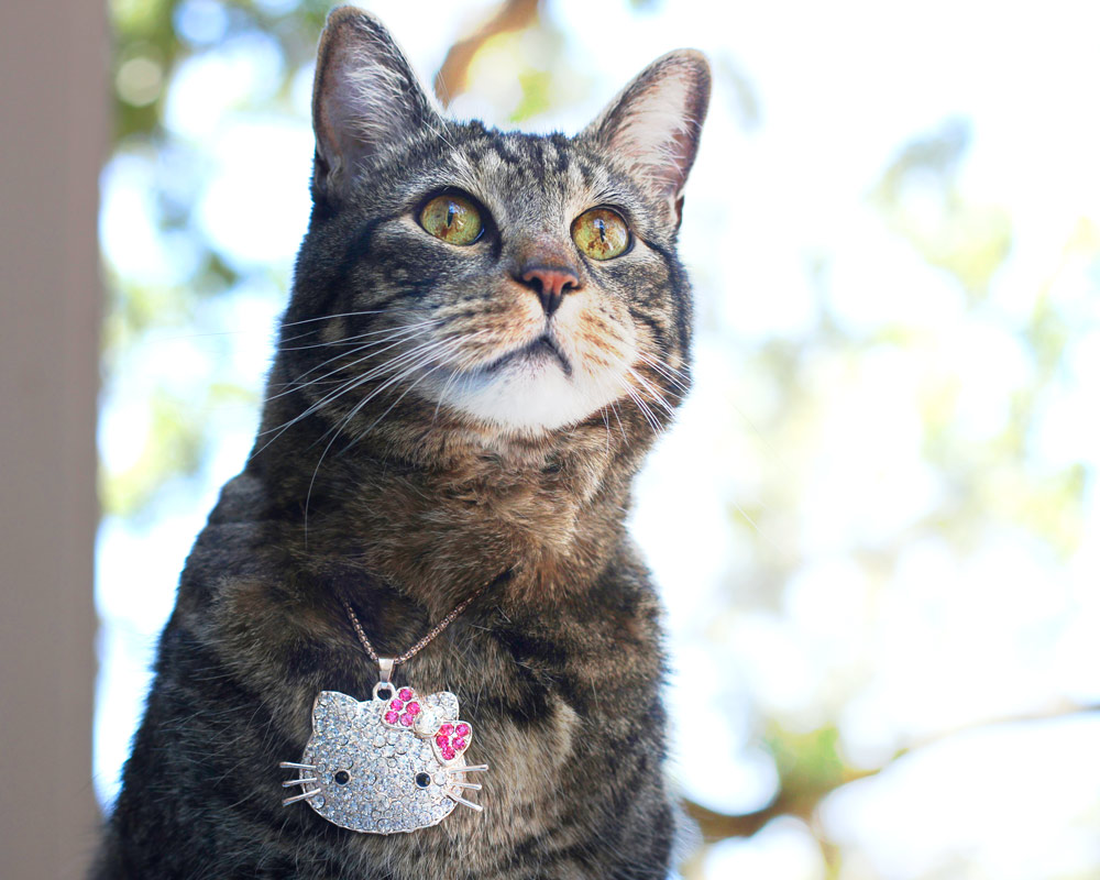 tabs-cat-jewelry-summer-2016-4