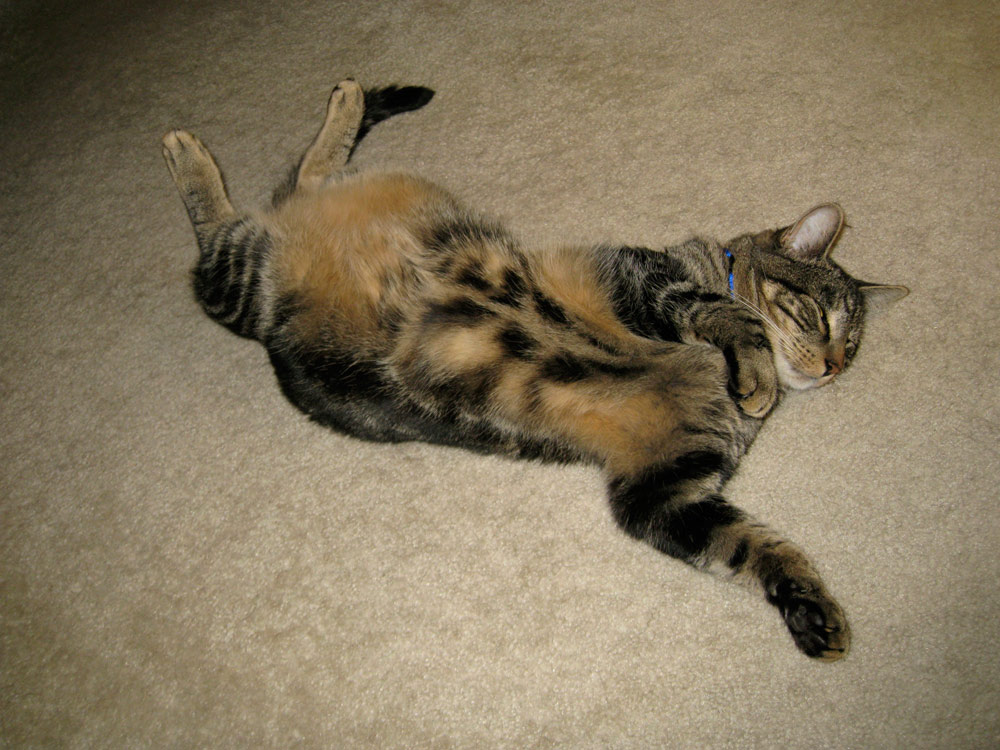tabs-cat-kitty-model-2008-1