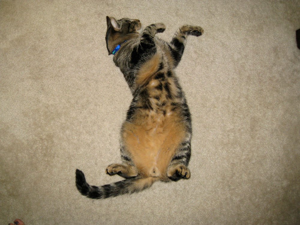 tabs-cat-kitty-model-2008-2