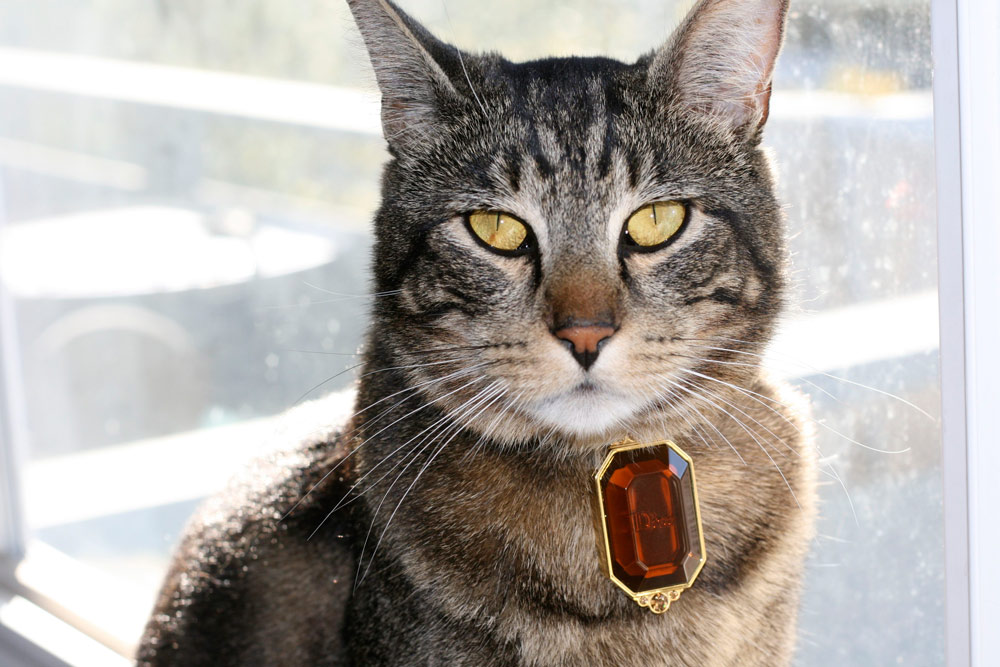 tabs-cat-kitty-model-2009-2