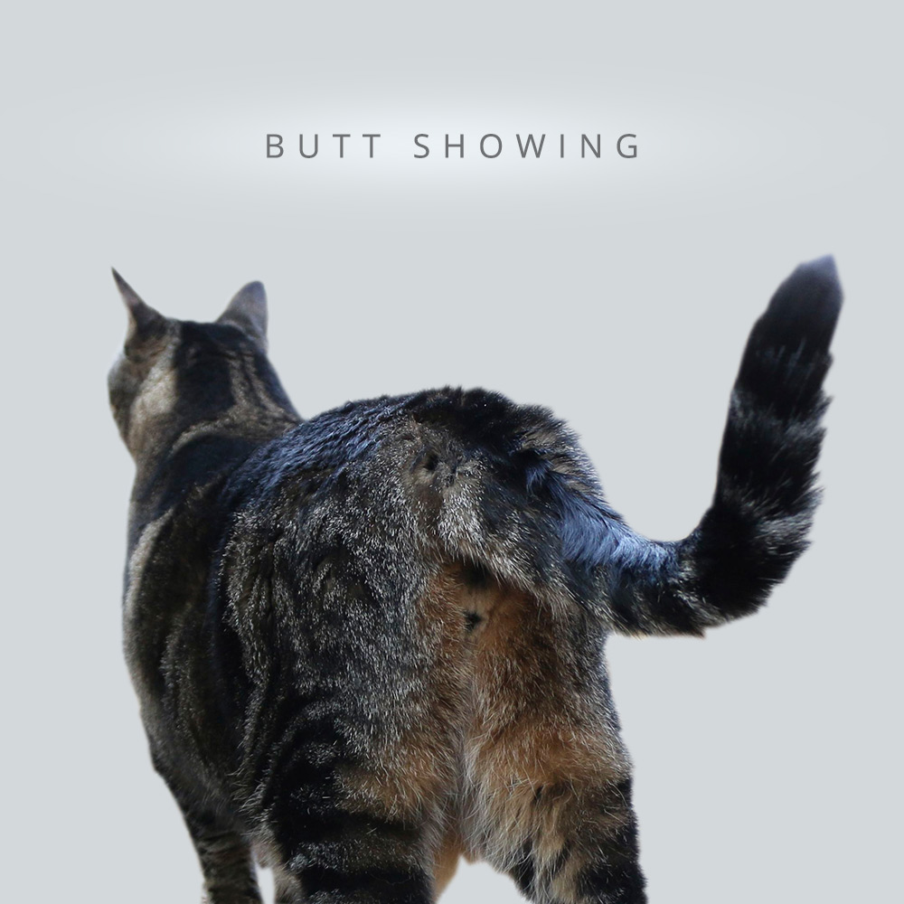tabs-cat-olympics-butt-showing