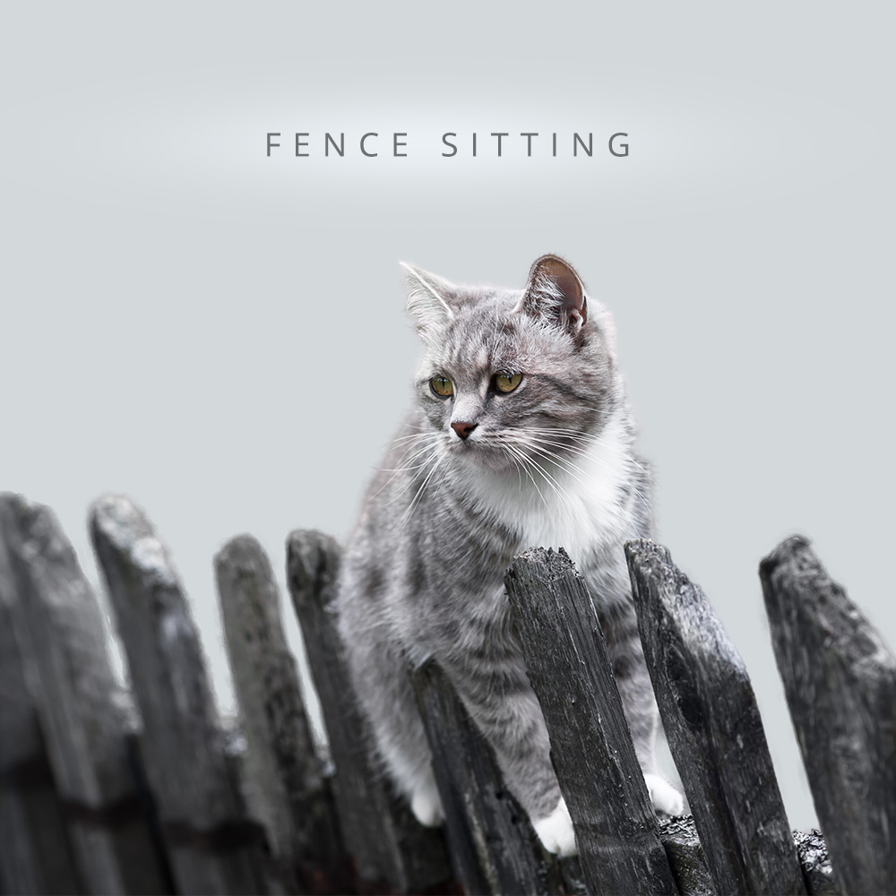 tabs-cat-olympics-fence-sitting
