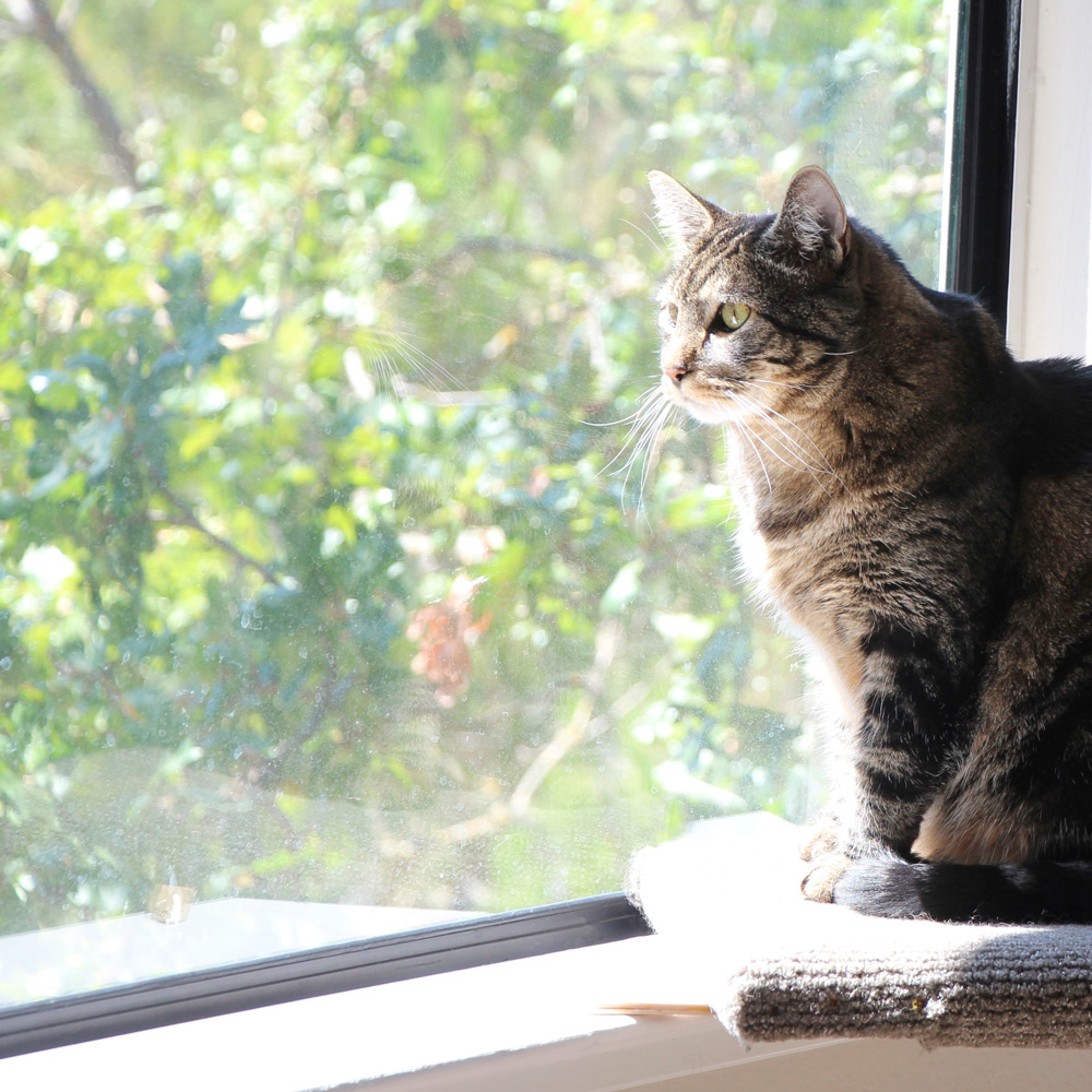 tabs-cat-window-thinker-philosophy