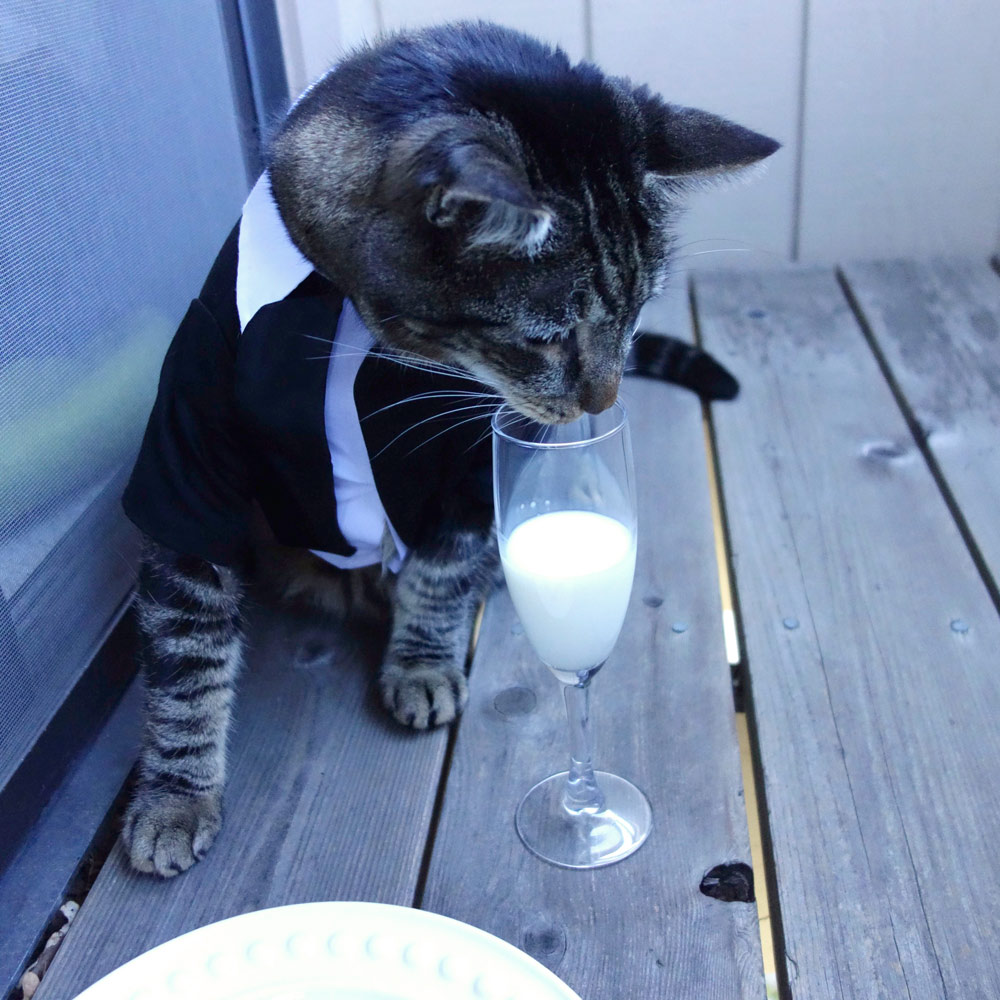 This cat loves tuxedos