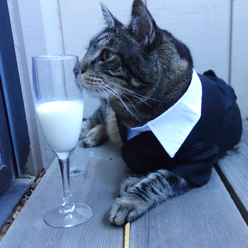 This cat loves tuxedos