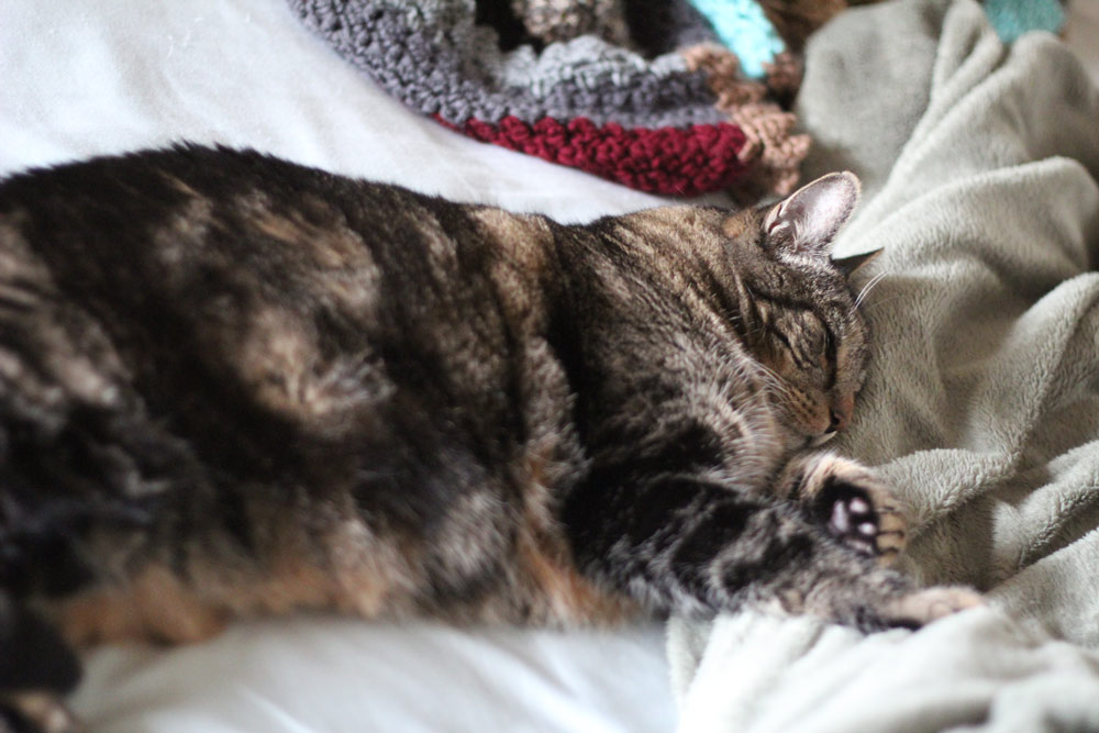 Tabs sleeping kitty dreamer