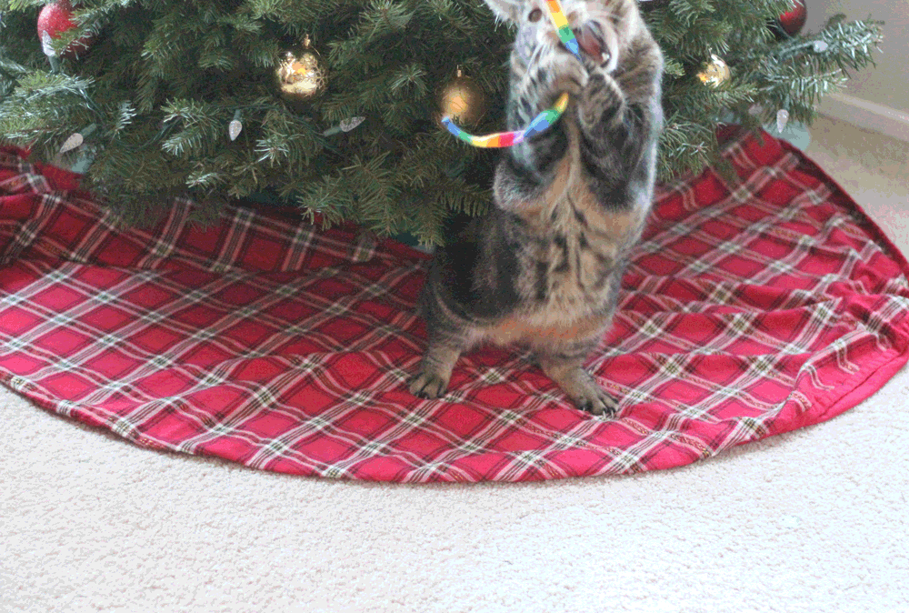 tabs-cat-playing-christmas-2016-1